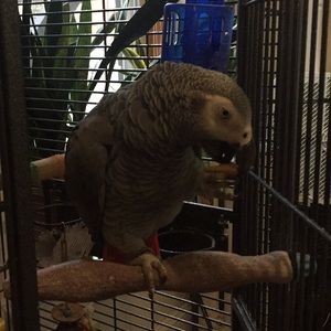 Meet your Posher, James